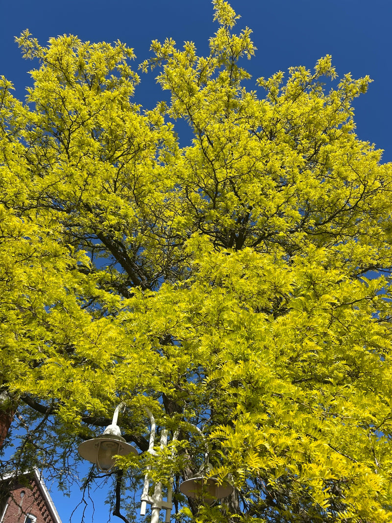 Der Lederhülsenbaum 'Sunburst' ist ein beliebter Zierbaum, der besonders durch seine leuchtend gelbe Blattfärbung im Frühjahr und Frühsommer auffällt. Er ist...