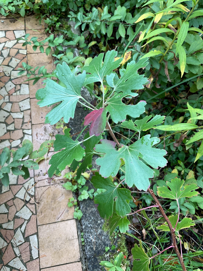 Zweig einer Gold-Johannisbeere mit charakteristisch gelappten grünen Blättern und ersten rötlichen Blattverfärbungen neben einem Gartenweg.