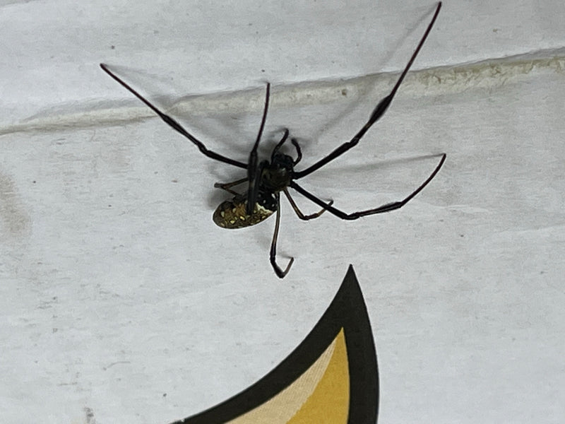 Eine Goldene Seidenspinne sitzt auf einer hellen, bedruckten Oberfläche. Die langen Beine und der gemusterte Hinterleib sind gut zu erkennen.