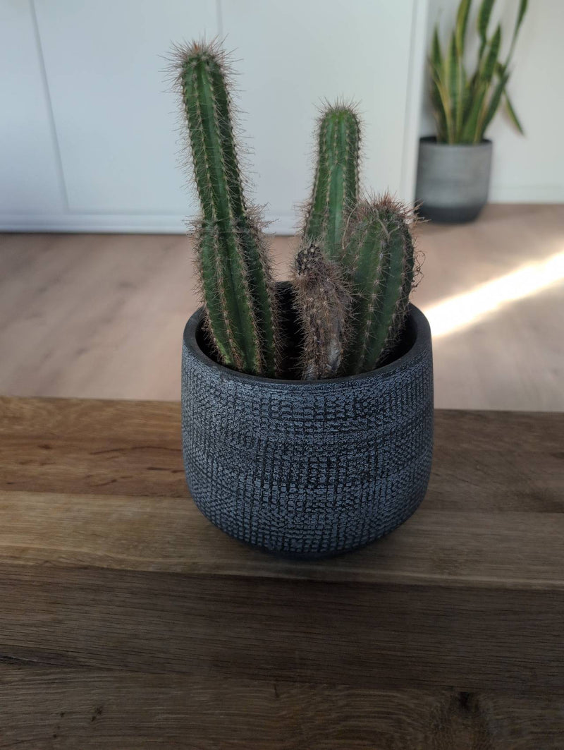 Auf dem Bild ist ein Goldfackelkaktus in einem dunklen Blumentopf zu sehen. Er steht auf einer hölzernen Oberfläche in einem Innenraum.