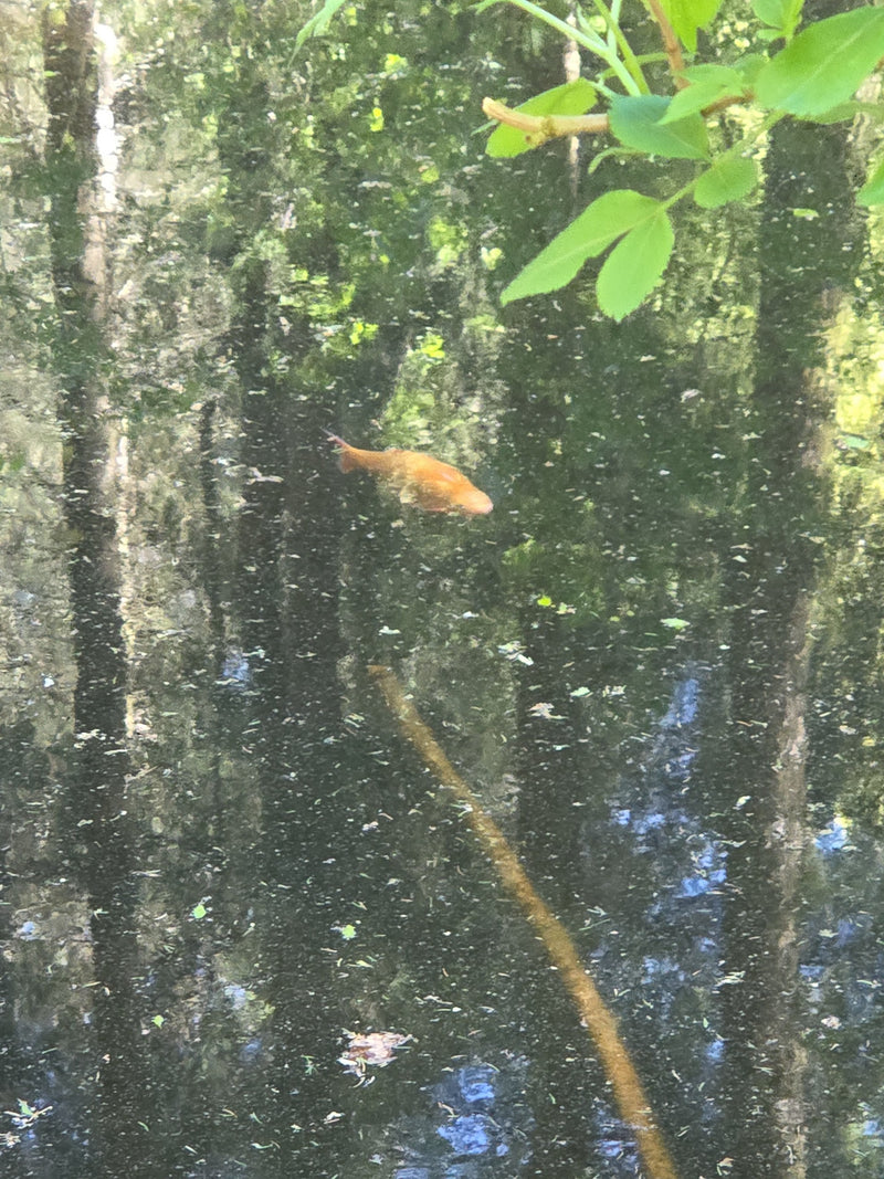 Ein einzelner Goldfisch schwimmt im flachen Wasser eines Teiches, in dem sich Bäume spiegeln. Die orange-goldene Färbung des Fisches hebt sich deutlich vom d...