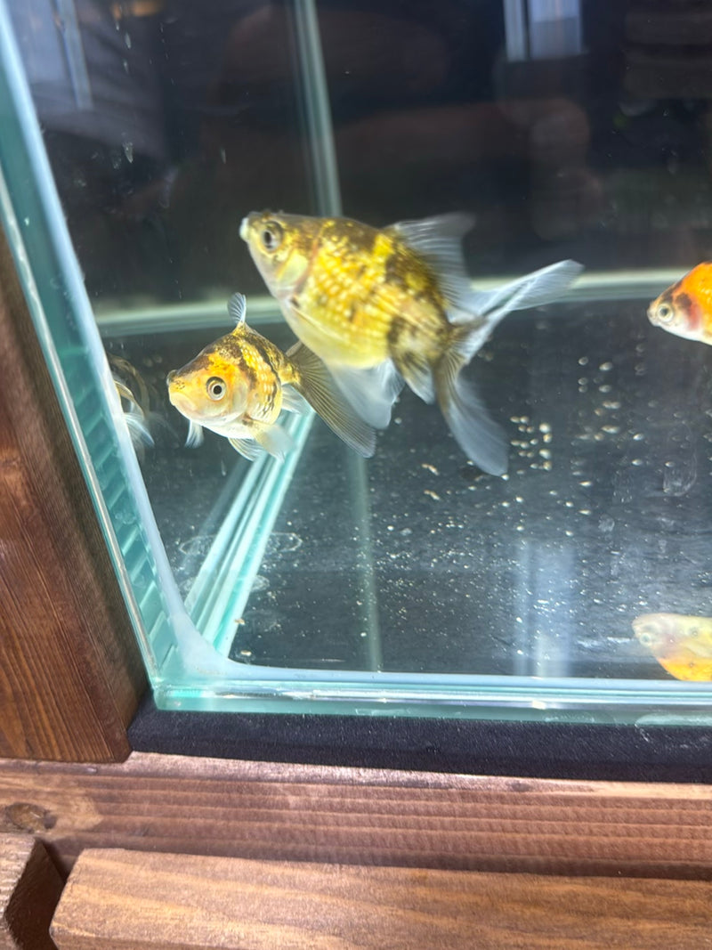 Mehrere Goldfische schwimmen in einem Glasaquarium. Die Fische zeigen eine gold-schwarze beziehungsweise weiß-orange Färbung.