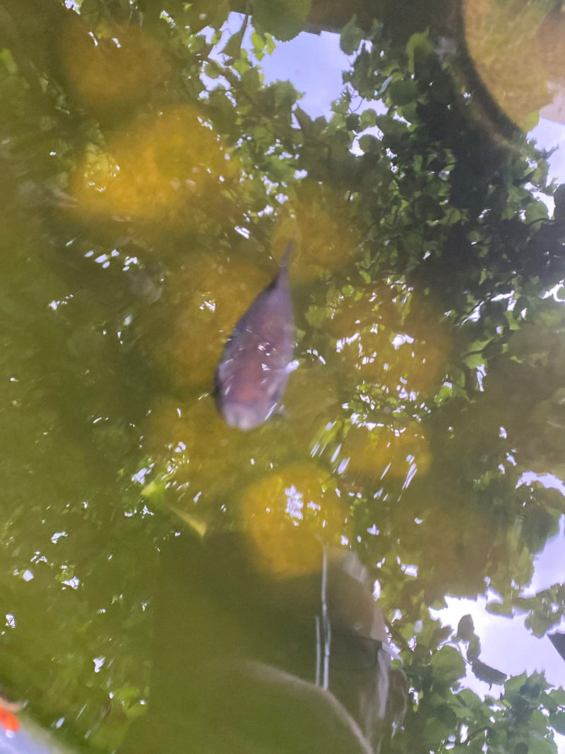 Von oben sieht man einen Goldfisch, der in einem trüben Gartenteich schwimmt. An der Wasseroberfläche spiegeln sich Bäume und Himmel.