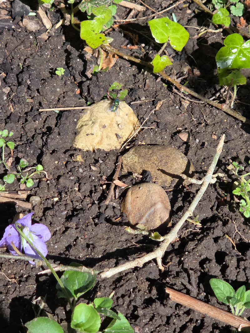 Eine Gemeine Goldfliege mit charakteristisch glänzendem, grünem Körper sitzt auf einem hellen Stein. Der Untergrund besteht aus dunkler Gartenerde, die von k...