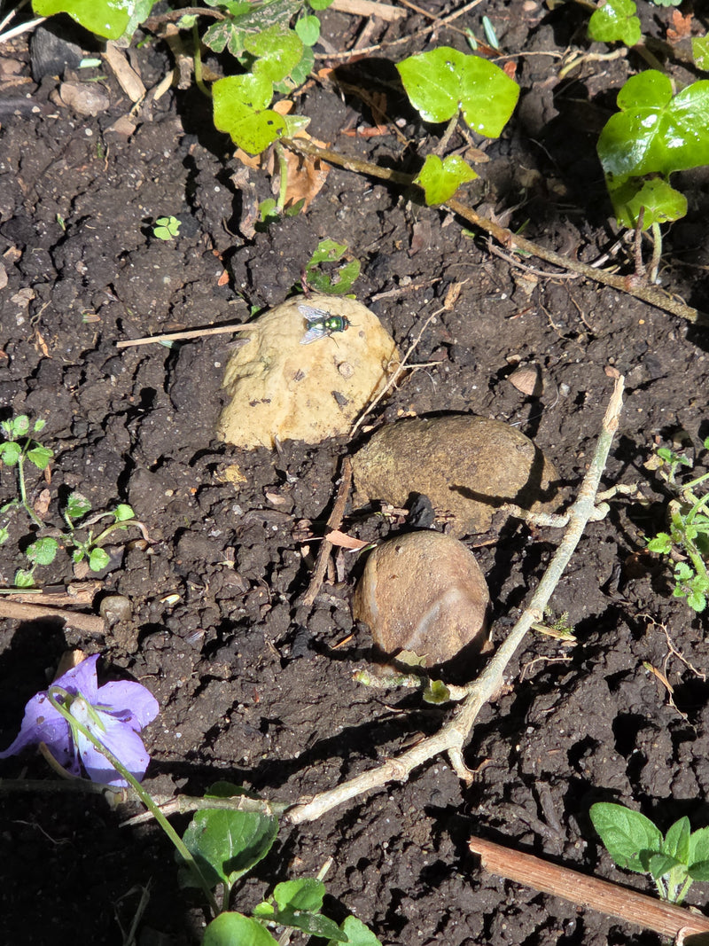 Eine Gemeine Goldfliege sitzt auf einem kleinen Stein in dunkler Gartenerde. Umgeben ist der Stein von Erdboden und einigen grünen Pflanzenblättern.