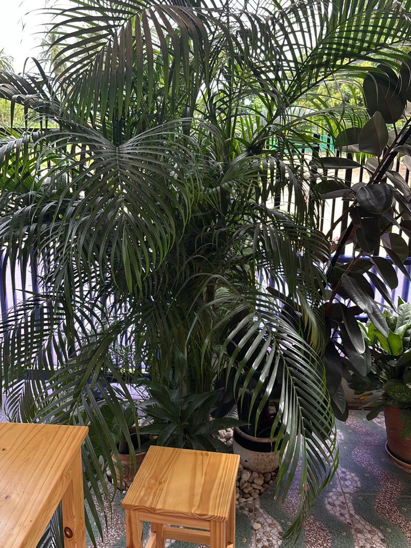 Zu sehen ist eine große Goldfruchtpalme mit charakteristischen, gefiederten Blättern. Die Pflanze steht in einem Topf auf einer gefliesten Terrasse.