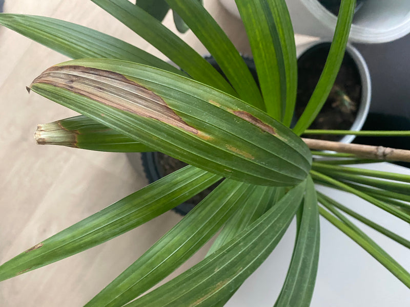 Das Bild zeigt die grünen, gefiederten Blätter einer Goldfruchtpalme in einem Pflanztopf. Einzelne Blätter weisen braune Verfärbungen auf.