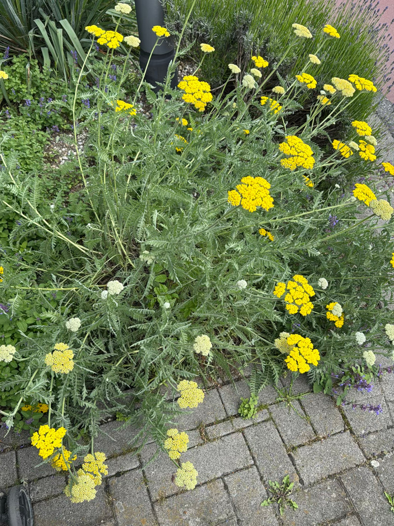 Zu sehen ist eine blühende Goldgarbe mit ihren typischen, flachen gelben Blütenständen und gefiederten Blättern. Die Pflanze steht in einem Garten neben eine...