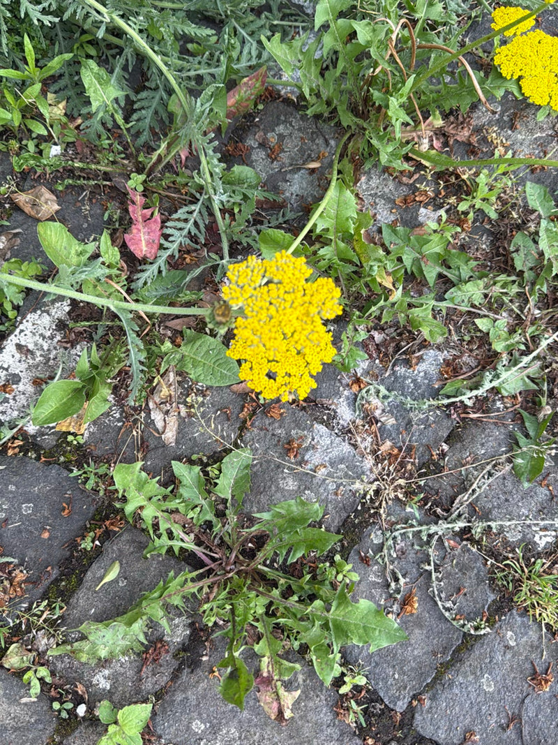 Zu sehen ist eine Goldgarbe mit ihren typischen gelben Blütendolden und feingefiederten Blättern, die auf einem Steinboden wächst.