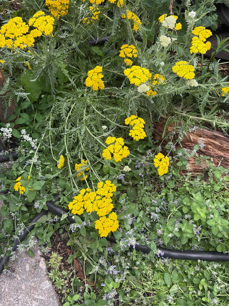 Zu sehen ist eine blühende Goldgarbe mit markanten, flachen und leuchtend gelben Blütendolden. Die Pflanze wächst in einem Gartenbeet umgeben von anderen nie...