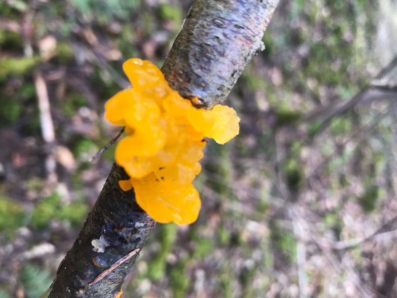 Goldgelber Zitterling — Bild 1 von 1
