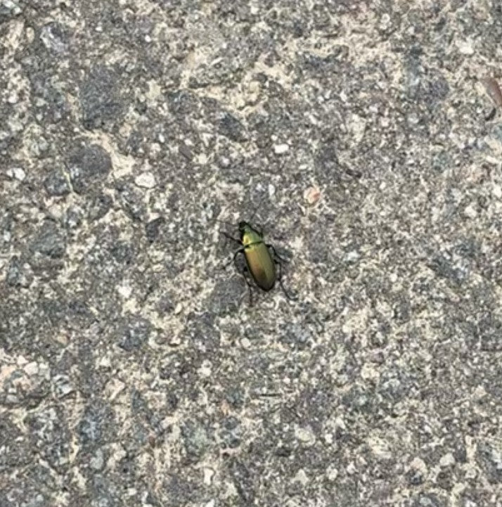 Auf dem grauen Asphaltboden sitzt ein goldglänzender Laufkäfer von oben gesehen.