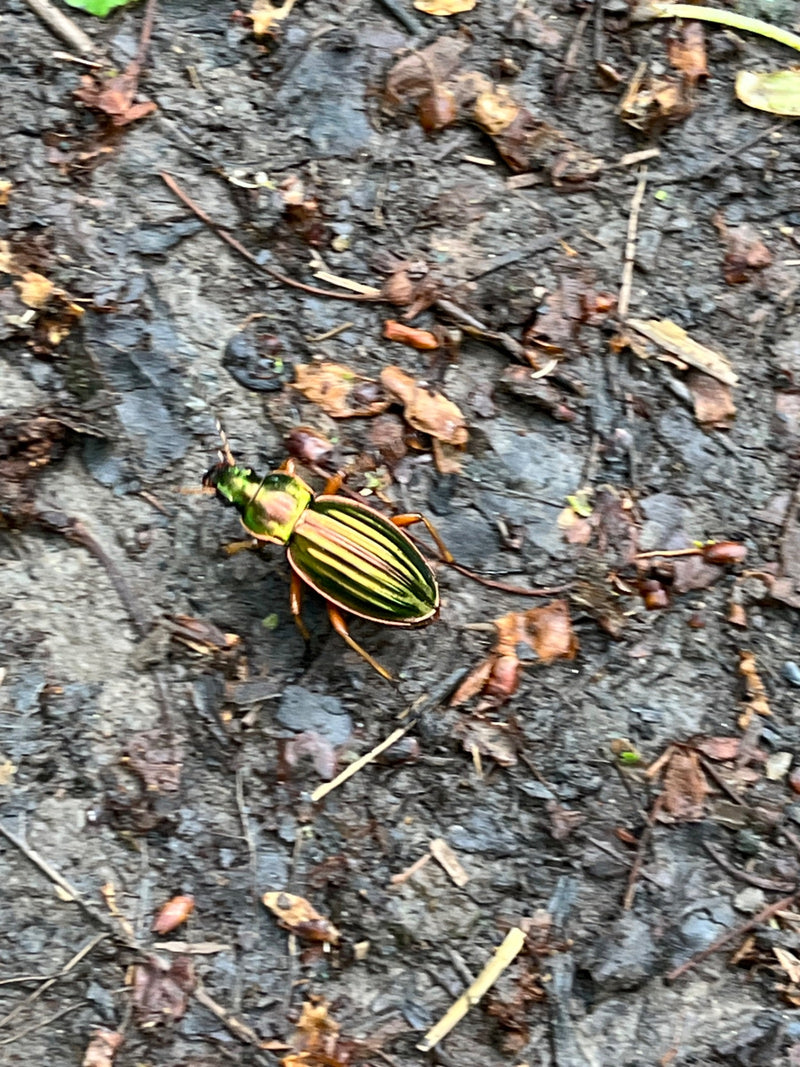 Ein goldglänzender Laufkäfer läuft über einen feuchten Waldboden mit kleinen Laubresten. Die charakteristischen goldenen Flügeldecken und die grüne Färbung s...