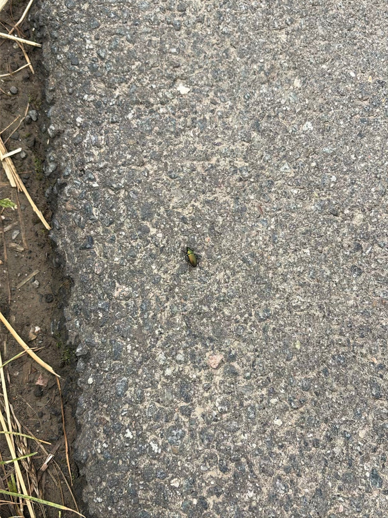 Auf einem grauen Asphaltweg sitzt ein kleiner, goldglänzender Laufkäfer von oben fotografiert.