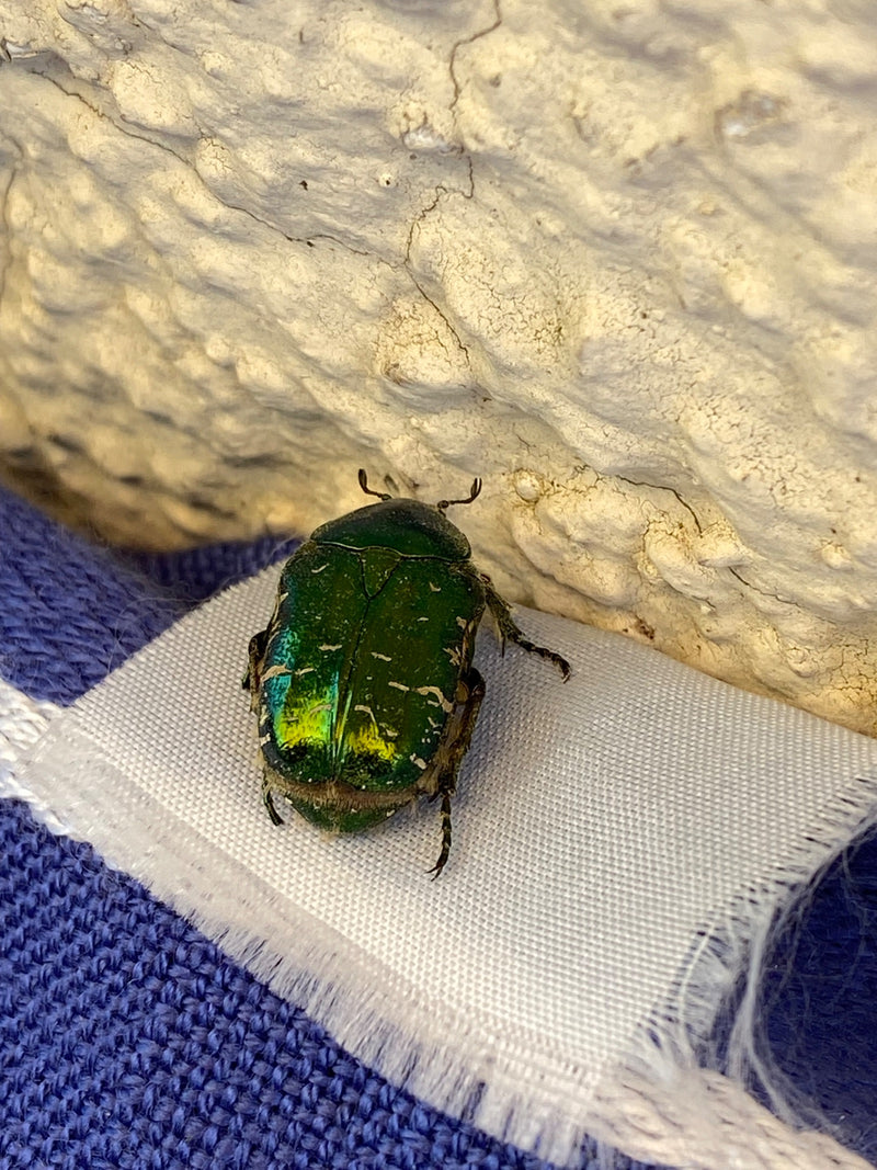 Rosenkäfer — Bild 2