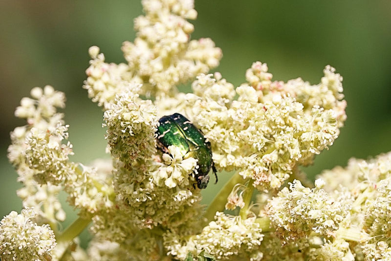 Rosenkäfer — Bild 4