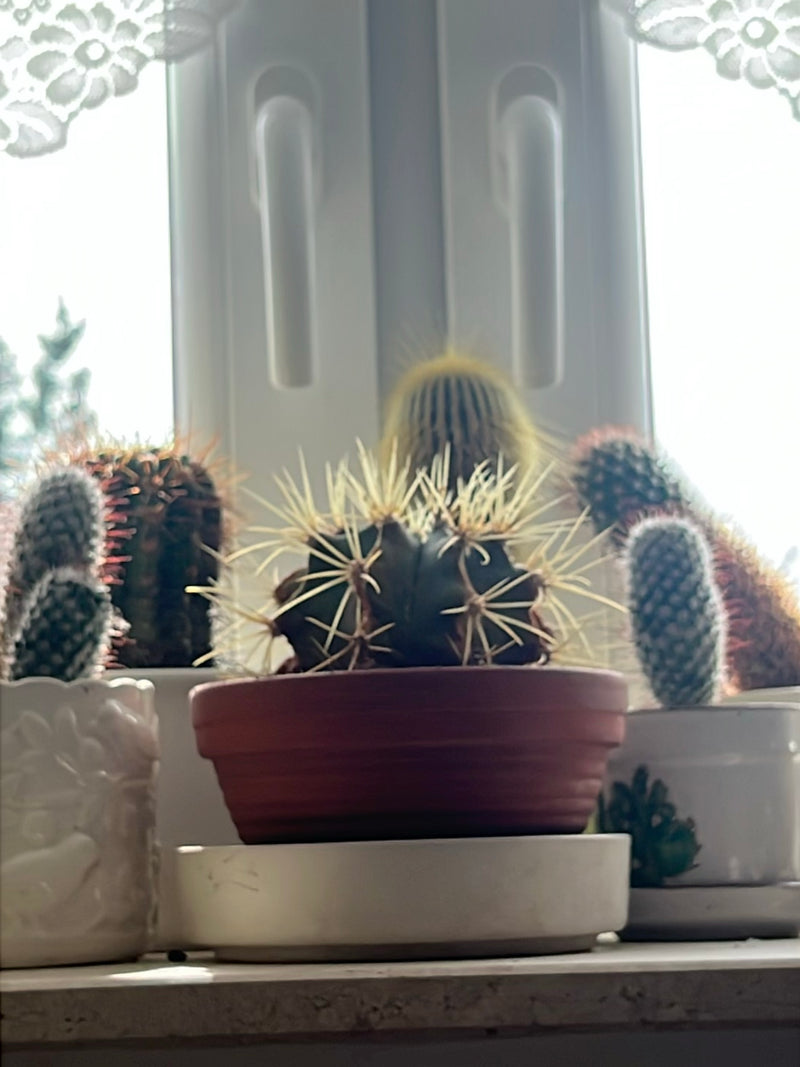 Goldkugelkaktus (Jungform) — Bild 5 von 7