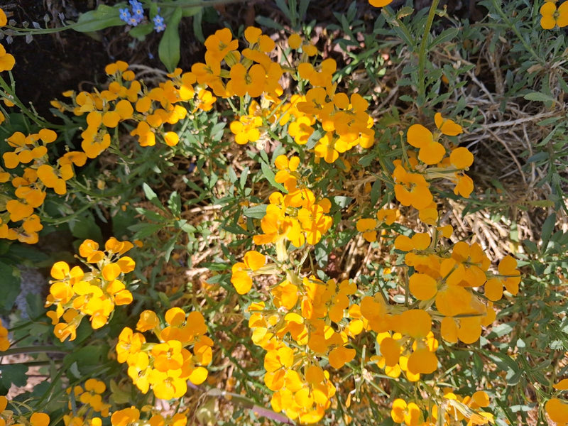 Das Foto zeigt eine Aufsicht auf blühenden Goldlack mit vielen leuchtend orangen Blüten und grünen Blättern. Die Pflanze wächst in einem Beet im Freien.