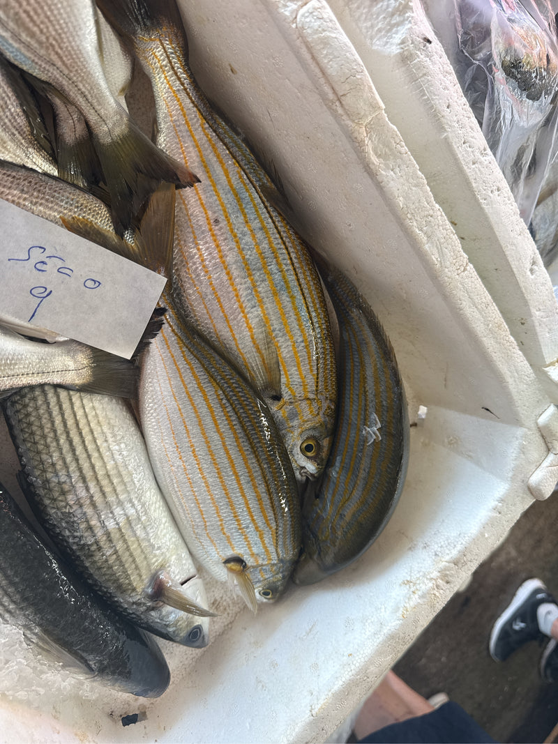 Goldstrieme — Bild 3 von 13