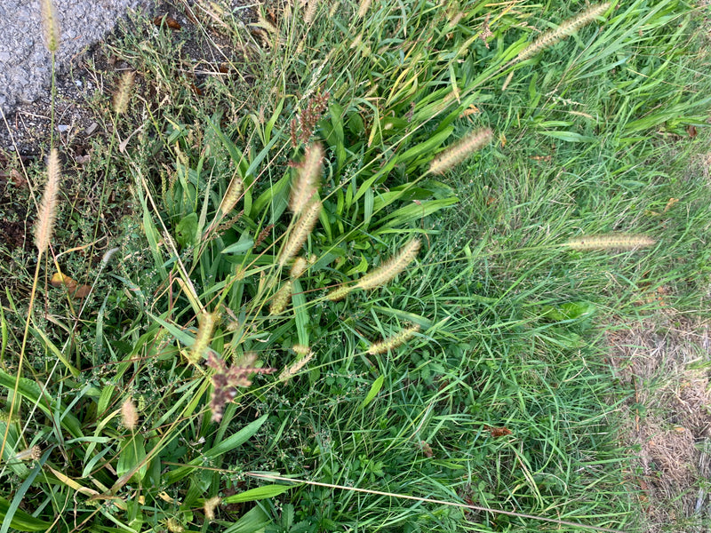 Grüne Borstenhirse — Bild 2 von 5