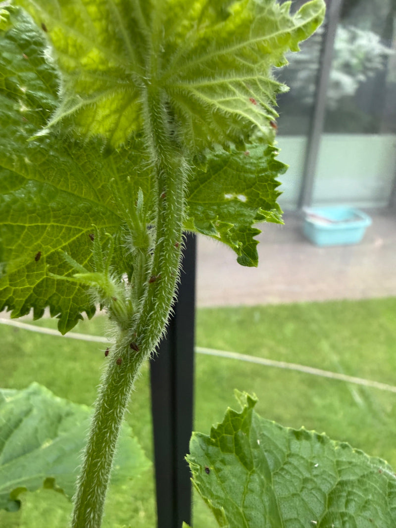 Auf dem Bild sind kleine Blattläuse zu sehen, die an dem behaarten Stängel einer Pflanze sitzen. Die Insekten sind recht klein und heben sich dunkel von der ...