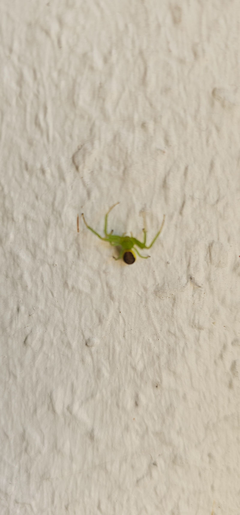 Eine Grüne Krabbenspinne sitzt auf einer hellen, strukturierten Wand. Die Spinne ist gut erkennbar.