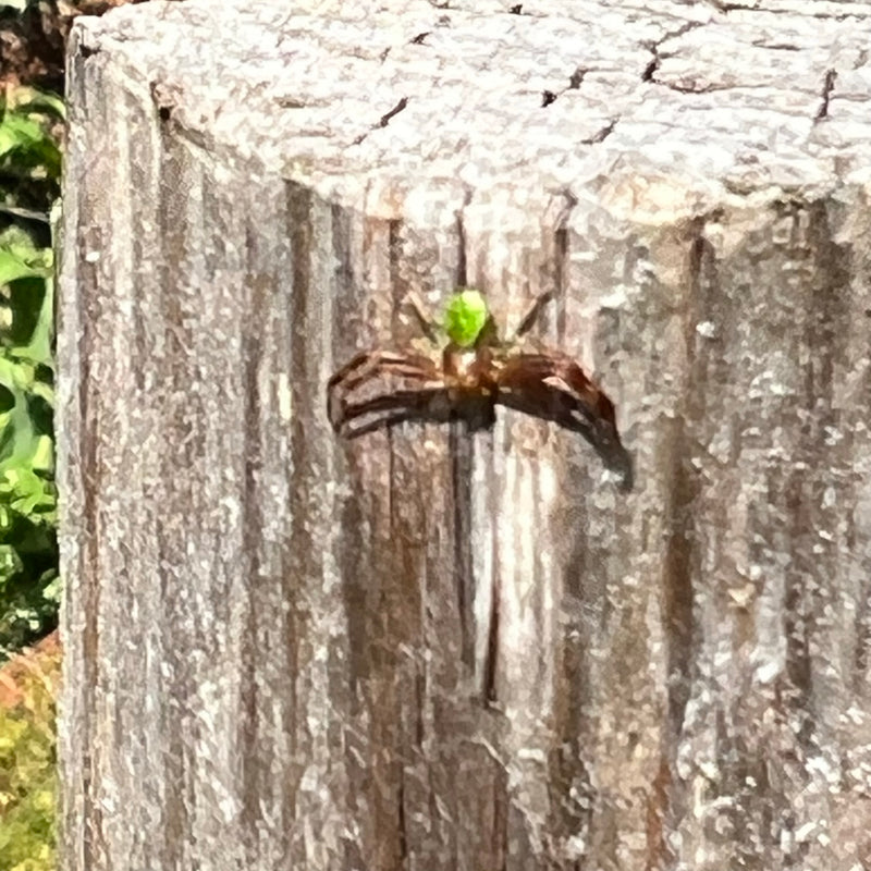 Eine Grüne Krabbenspinne sitzt auf der rauen Oberfläche eines hölzernen Baumstumpfs. Die Spinne zeigt ihre charakteristische Farbgebung mit grünem Vorderkörper.