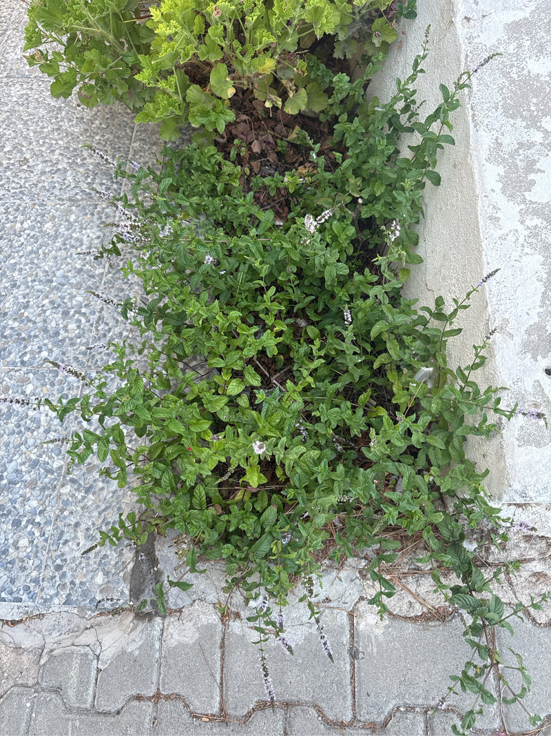 Auf dem Bild ist eine Gruppe von Grüner Minze zu sehen, die in einem Beet neben einer Wand wächst. Die Pflanzen zeigen ihre typischen gezahnten Blätter und a...