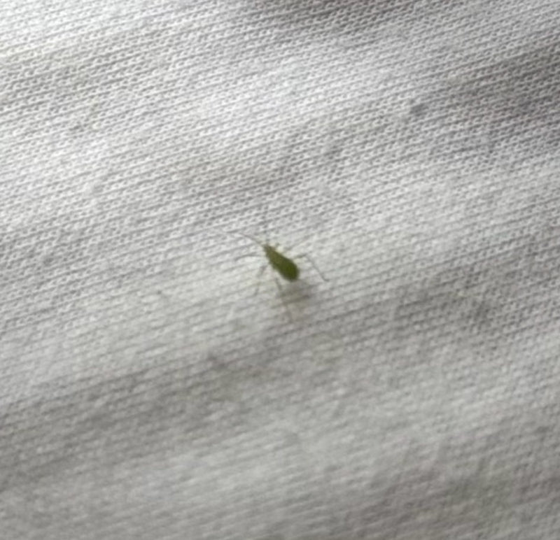 Auf einem hellen Textil sitzt eine sehr kleine grüne Blattlaus. Das Insekt ist weit entfernt aufgenommen und zeigt kaum Details.