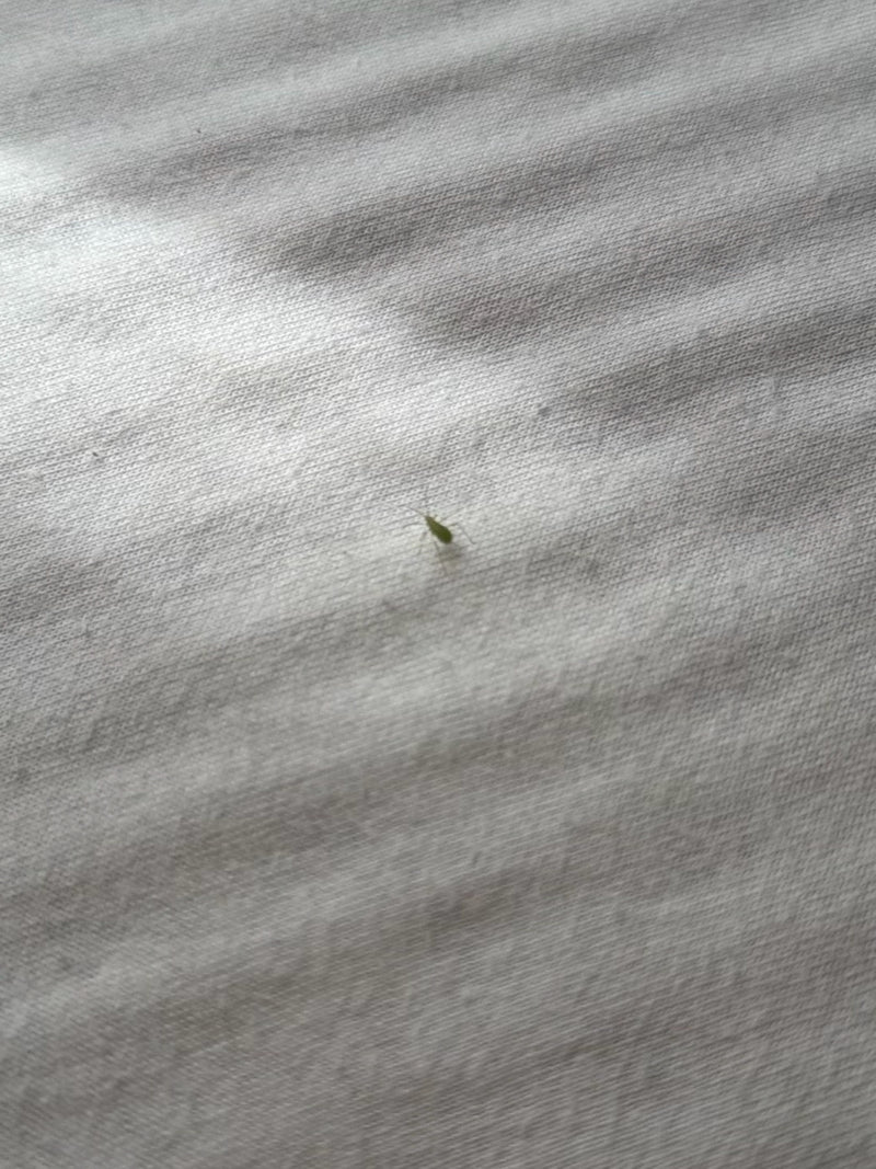 Auf einem hellen Textil sitzt eine sehr kleine grüne Blattlaus. Das Insekt ist stark verkleinert im Bild zu sehen.