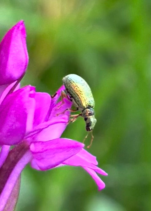Ein Grüner Glanzrüssler sitzt auf einer pinken Blüte vor verschwommenem grünem Hintergrund. Das Insekt ist seitlich zu sehen.