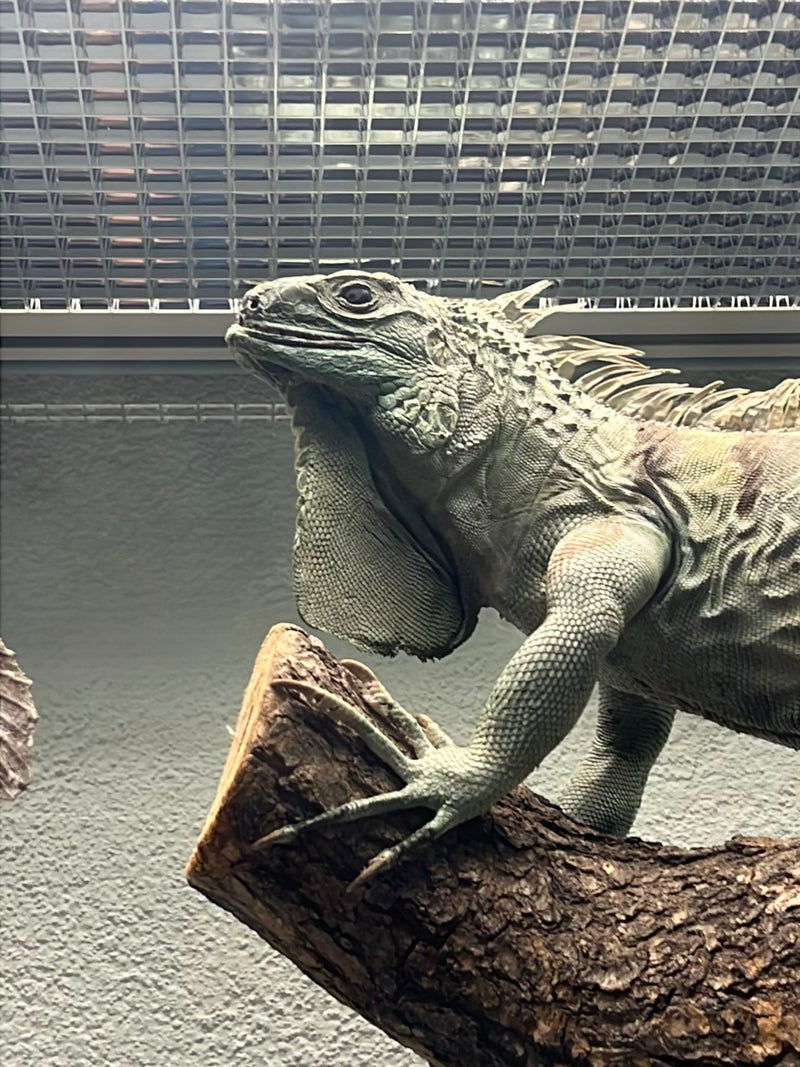 Grüner Leguan — Bild 2 von 2
