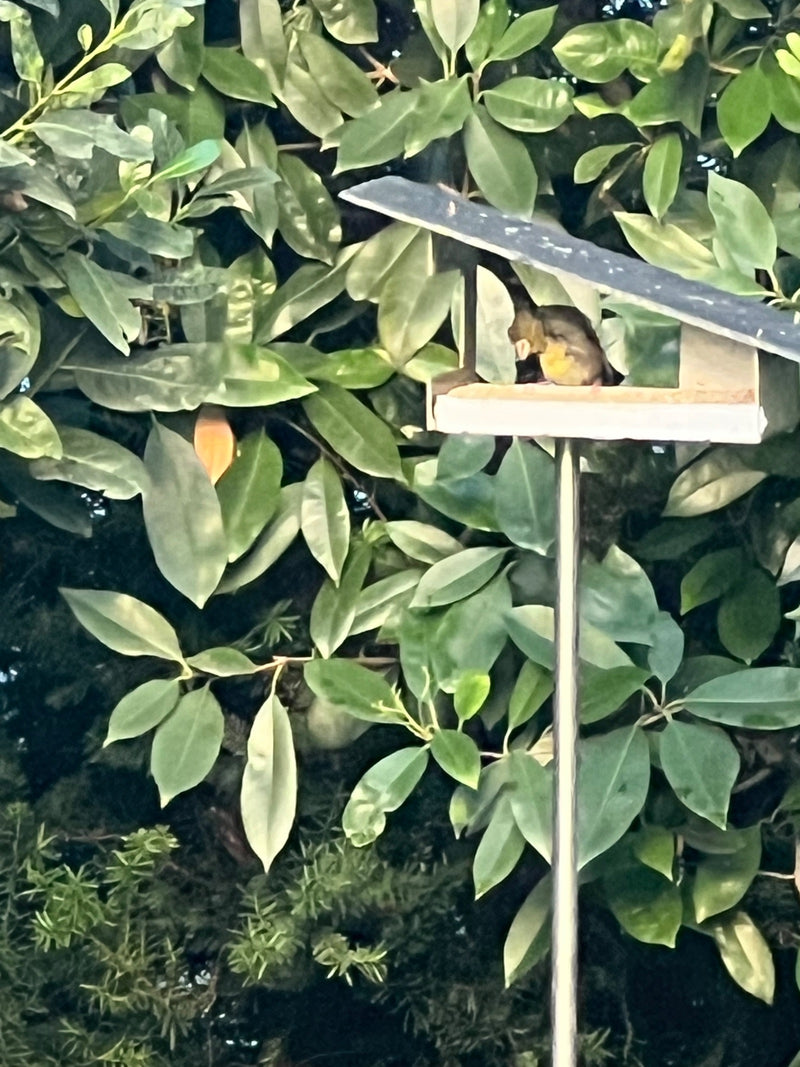 Ein Grünfink sitzt in einem kleinen Futterhaus, das vor einer dichten Hecke platziert ist. Der Vogel ruht im Schatten des Daches.