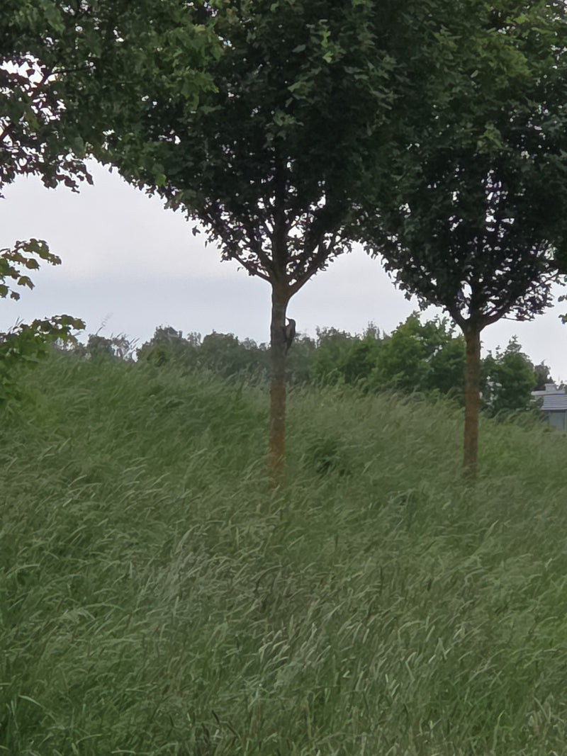 Ein Grünspecht sitzt in großer Entfernung an einem Baumstamm inmitten einer Wiese. Das Tier ist nur sehr klein zu erkennen.