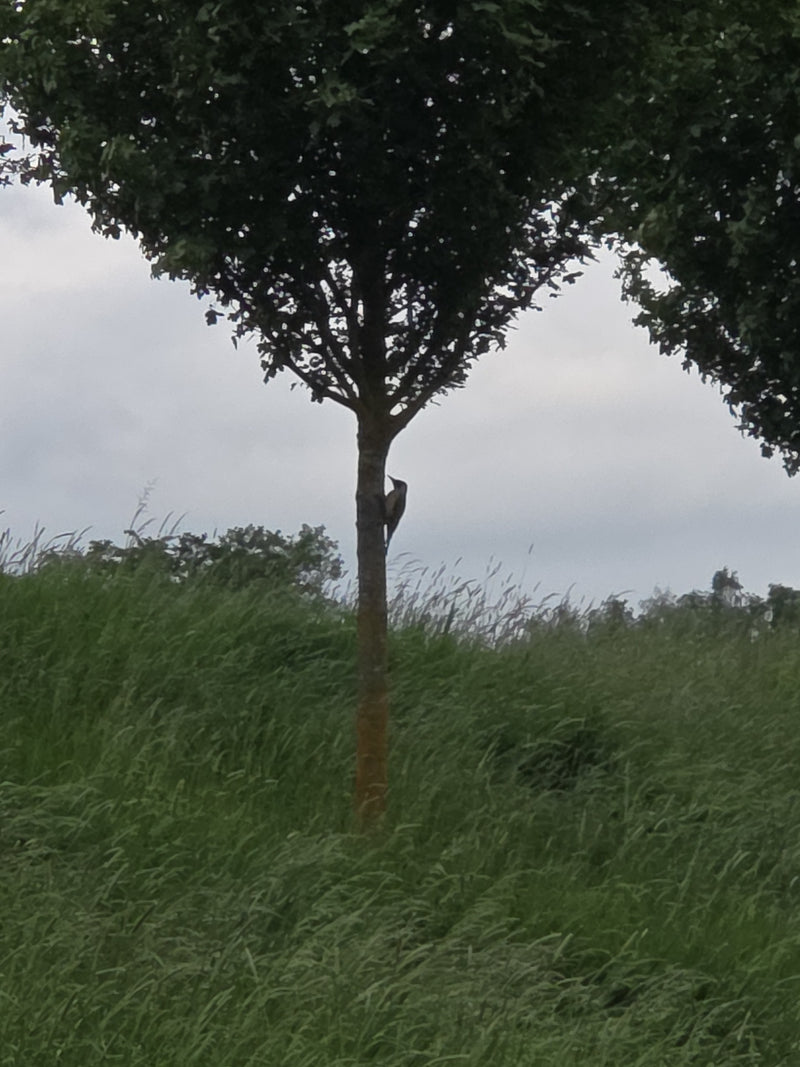 Ein Grünspecht sitzt in einiger Entfernung an einem Baumstamm. Im Hintergrund ist eine grüne Wiese zu sehen.