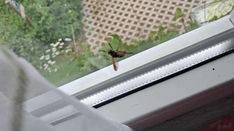 Grabwespen sind solitäre Wespen, die ihre Beute (oft andere Insekten) in Nestern im Boden oder in Hohlräumen versorgen. Sie sind für den Menschen in der Rege...