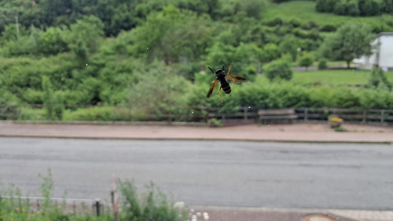 Grabwespen sind solitäre Wespen, die ihre Beute (oft andere Insekten) in Nestern im Boden oder in Hohlräumen versorgen. Sie sind für den Menschen in der Rege...