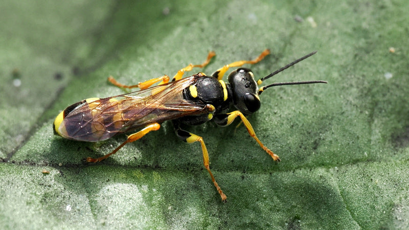 Grabwespe (Gattung Ectemnius) — Bild 2 von 2