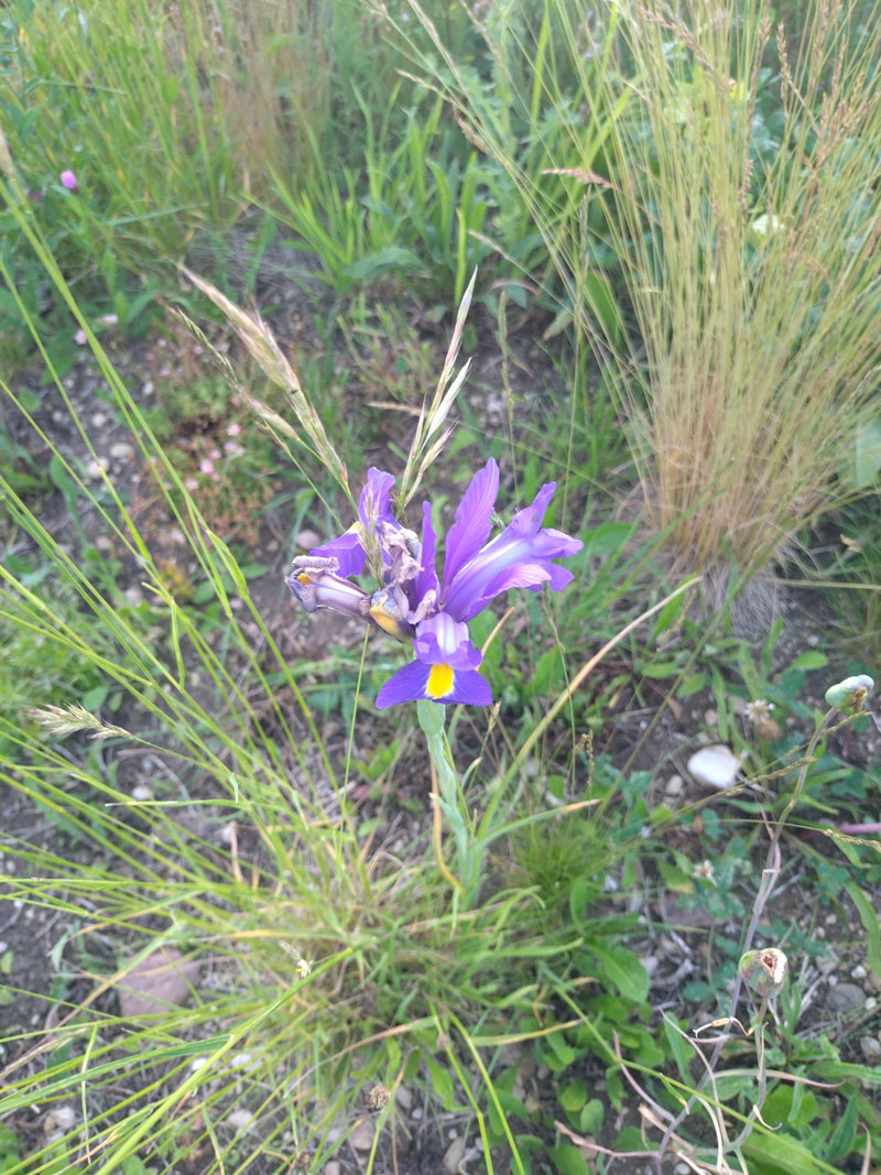 Gras-Schwertlilie — Bild 1 von 9