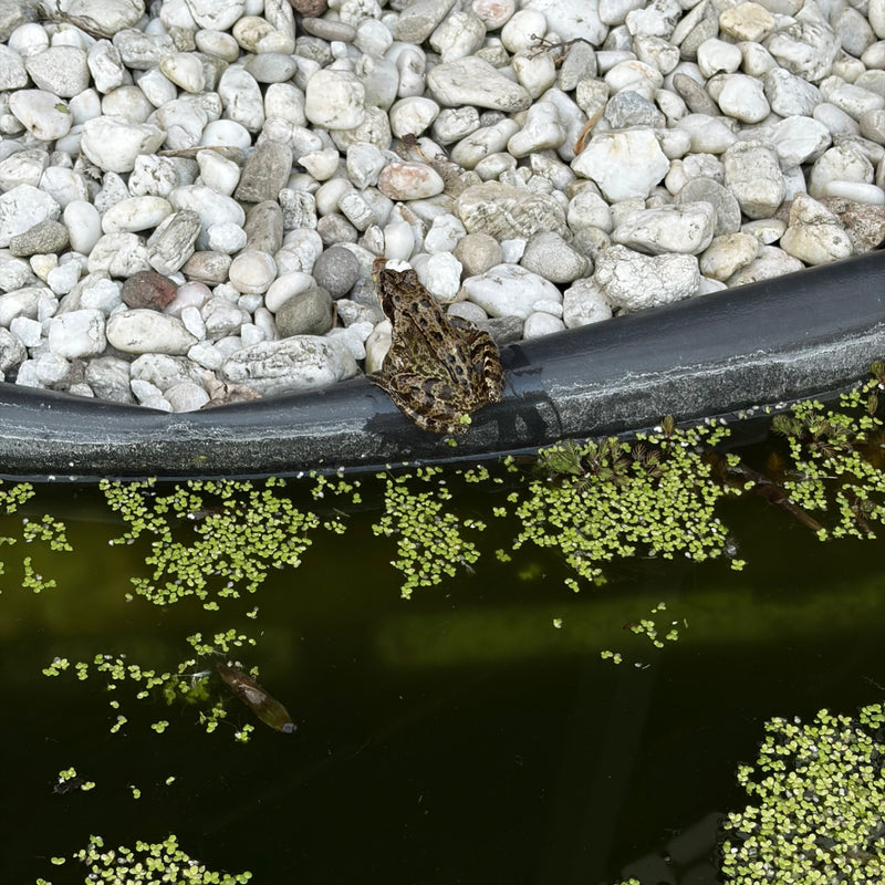 Grasfrosch — Bild 1 von 16