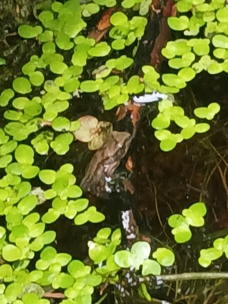 Grasfrosch — Bild 5 von 16