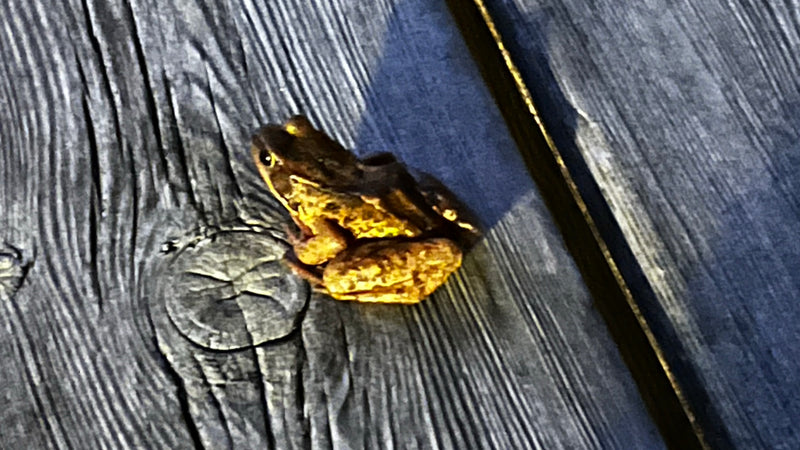Grasfrosch — Bild 2 von 16