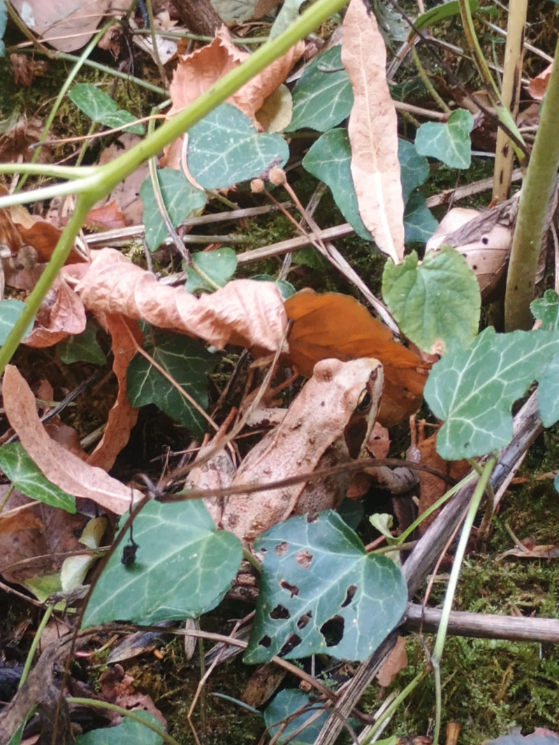 Grasfrosch — Bild 4 von 16