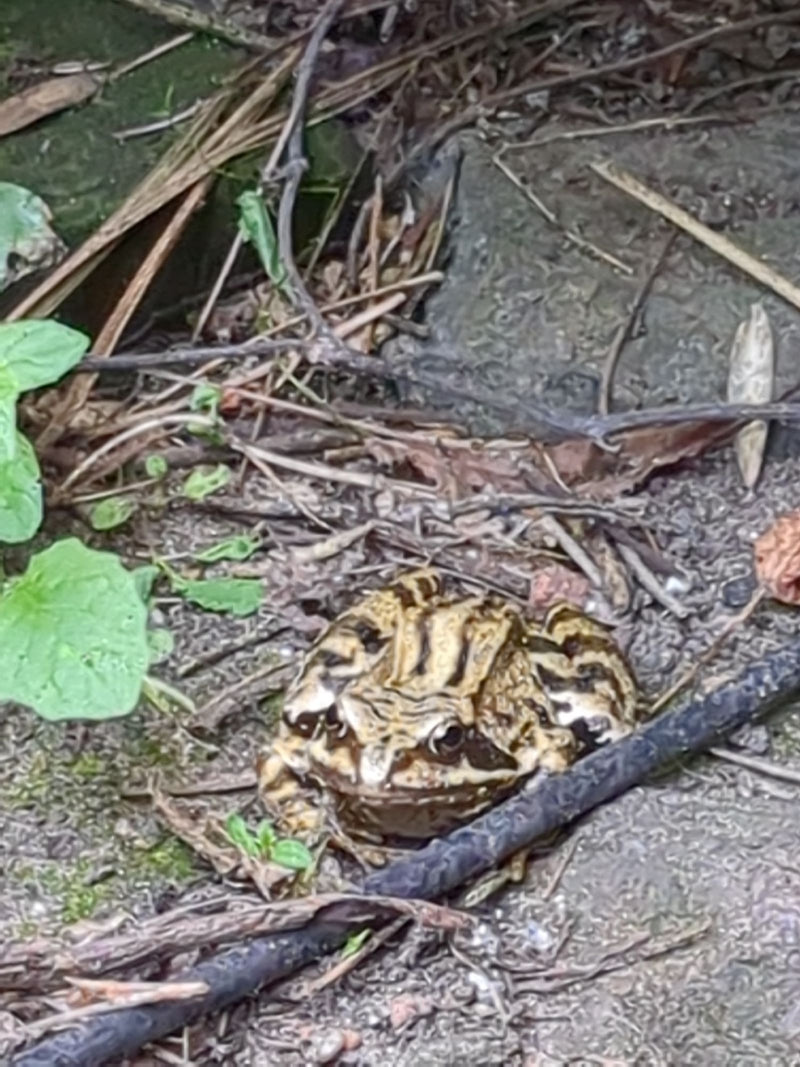 Grasfrosch — Bild 3 von 16