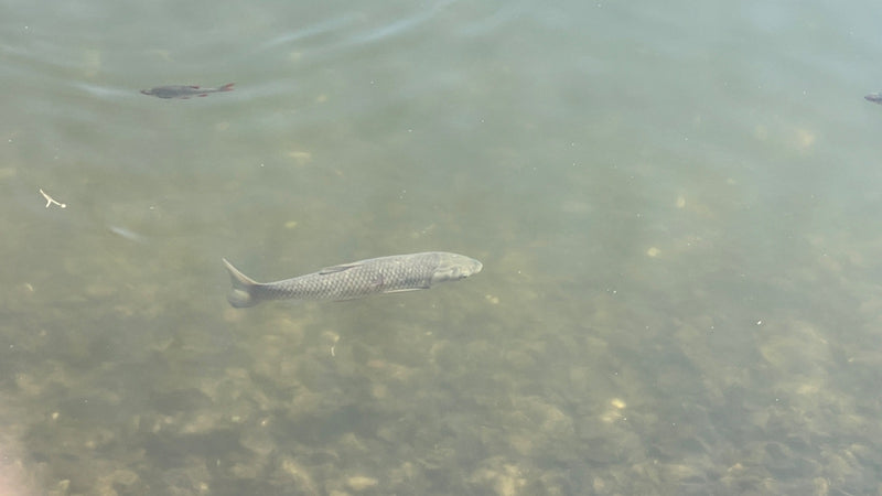 Ein Graskarpfen schwimmt in klarem Wasser über einem hellen Grund. Im Hintergrund sind kleinere Fische zu sehen.