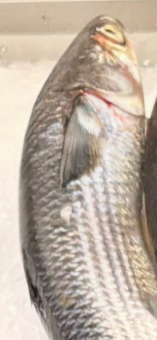 Zu sehen ist ein erwachsener Graskarpfen in einer Nahaufnahme von der Seite. Der Fisch zeigt seine typischen Schuppen und den Kopfbereich.