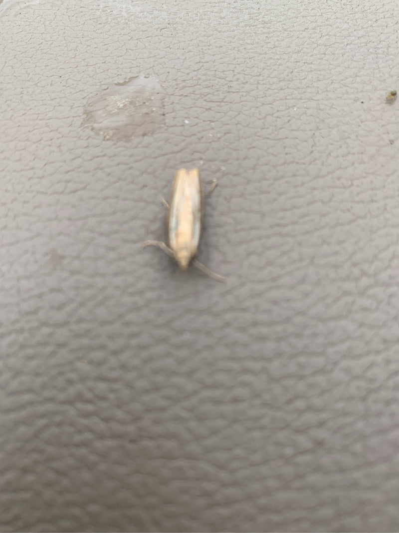 Graszünsler (Gattung Agriphila) — Bild 2 von 5