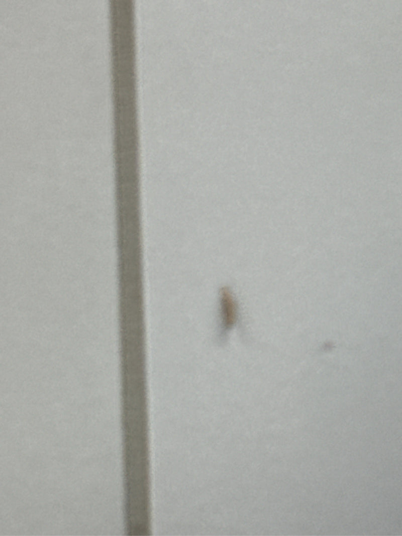 Graszünsler (Gattung Agriphila) — Bild 5 von 5