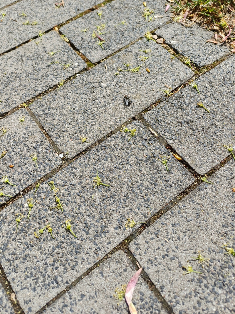 Auf grauen Pflastersteinen sitzt eine Gemeine Fleischfliege aus der Vogelperspektive. Das Tier ist durch die Distanz relativ klein im Bild erkennbar.