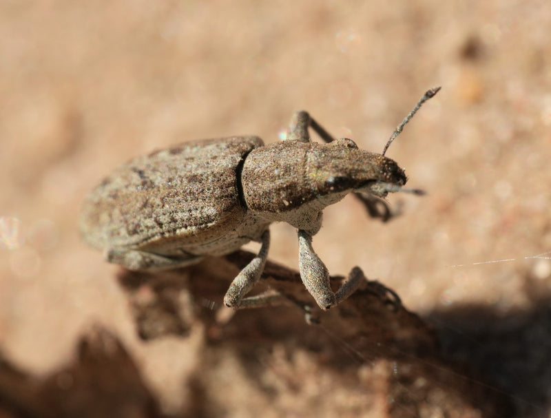 Grauer Blattrüssler — Bild 1
